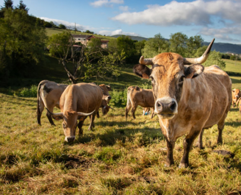 FermeChassignol-12_IMG_4786_PRINT-705x470