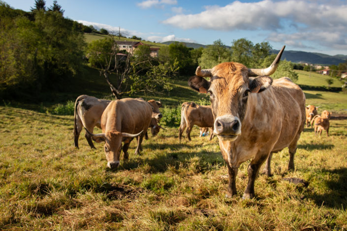 FermeChassignol-12_IMG_4786_PRINT-705x470