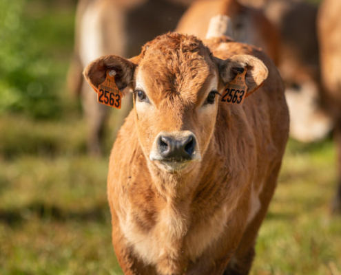 FermeChassignol-13_IMG_1579_PRINT-705x470