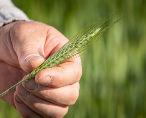 FermeChassignol-41_IMG_1698_PRINT-1030x687