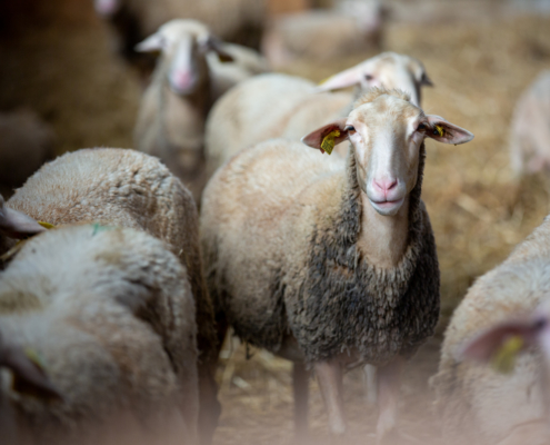 Ferme La Binocle