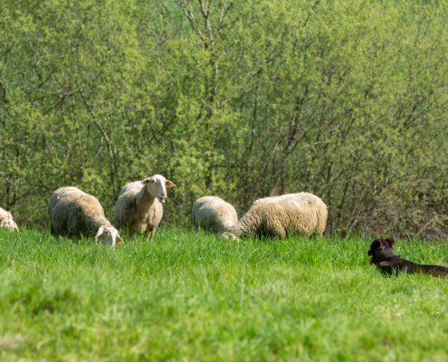 Ferme La Binocle