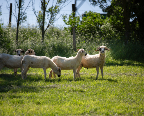 LeChevreRit__Y1A7178_WEB